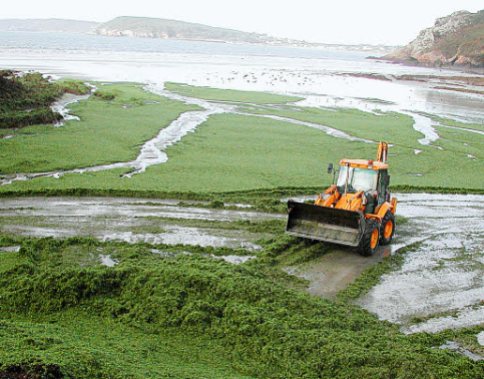 Algues vertes à Crozon (29). 1.760 m³ d'algues vertes ramassés à Postolonnec . Pas moins de 200 m³/jour d'algues vertes ont été ramassés jusqu'à début septembre